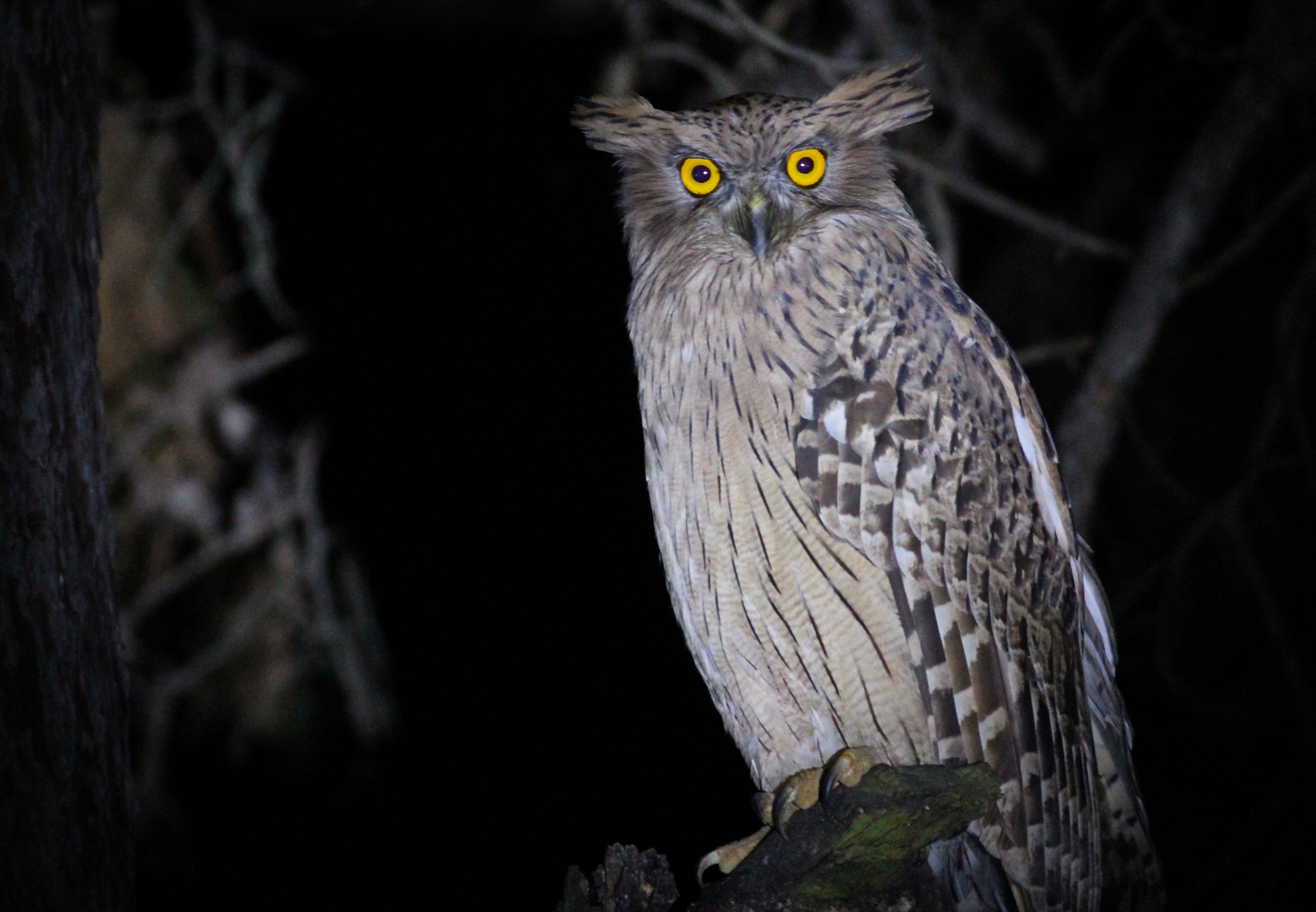 Brown Fish-Owl — Ana fotoğraf
